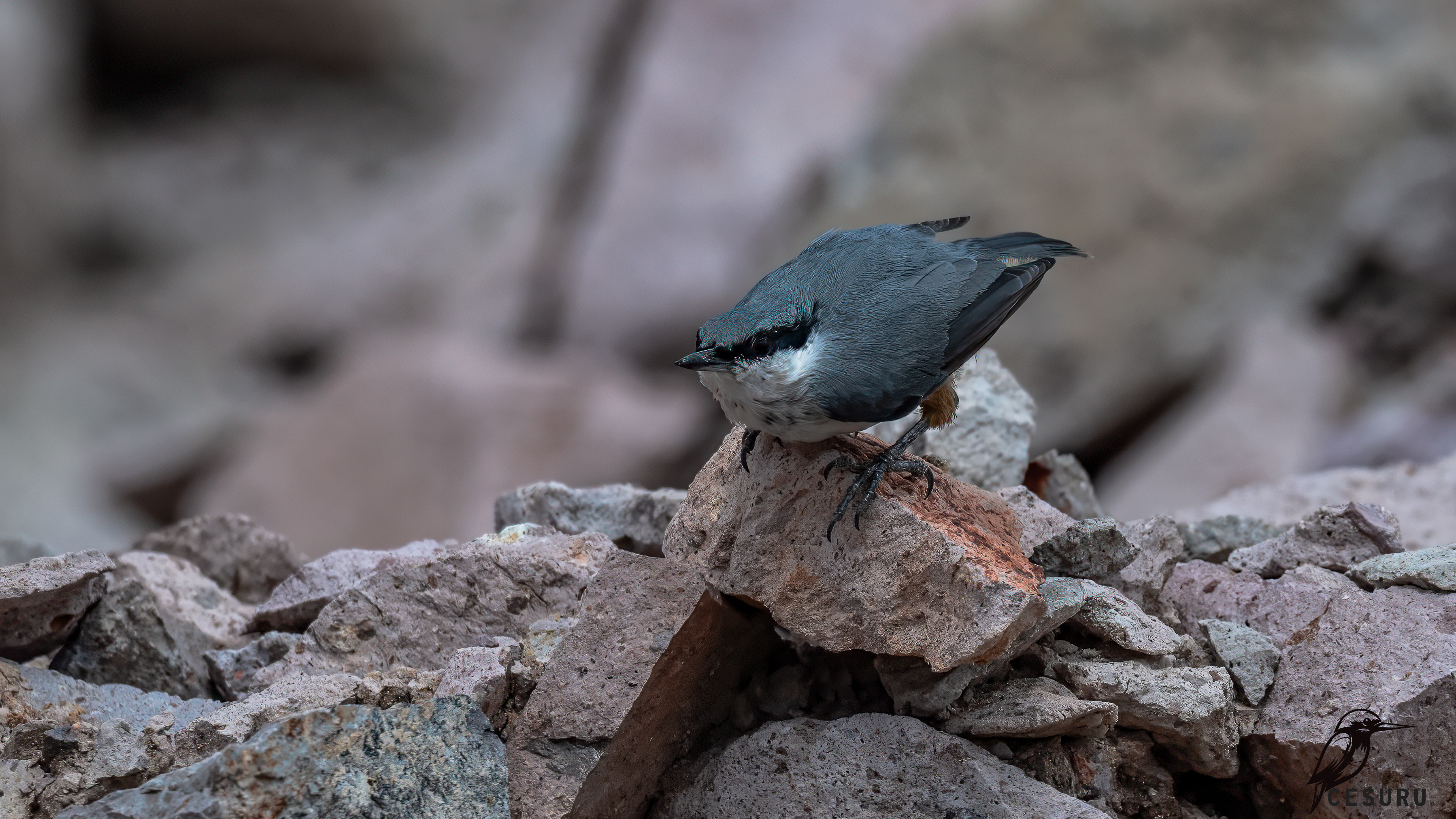 Western Rock Nuthatch
